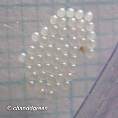 Danielithosia immaculata