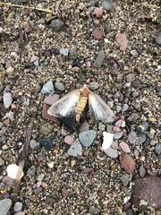 Halysidota tessellaris