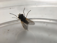 Symphoromyia