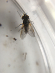 Symphoromyia