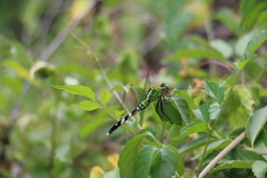 Erythemis simplicicollis