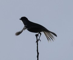 Pyrope pyrope fortis