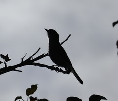 Pyrope pyrope fortis