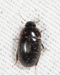 Cymbiodyta bifidus