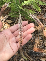 Amorpha herbacea herbacea