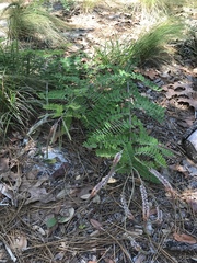 Amorpha herbacea herbacea