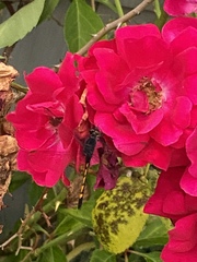 Erythrodiplax berenice