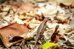 Sceloporus chrysostictus