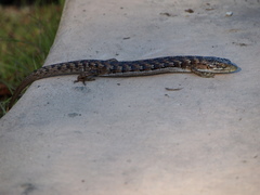 Elgaria multicarinata multicarinata