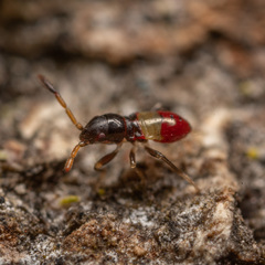 Oxycarenus
