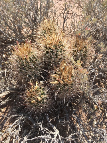 Sclerocactus parviflorus