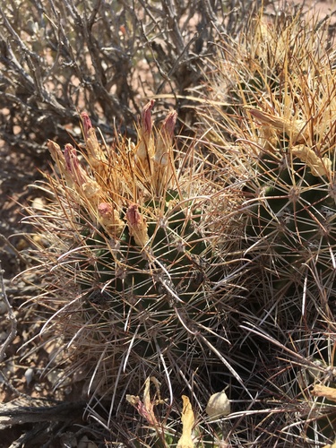 Sclerocactus parviflorus