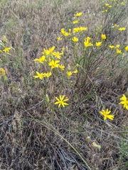 Crepis atribarba