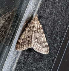 Aglossa pinguinalis