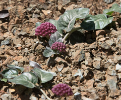 Asclepias solanoana