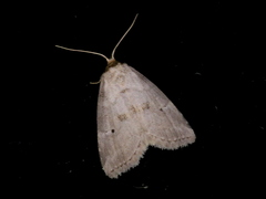 Hyperstrotia pervertens