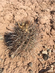Sclerocactus