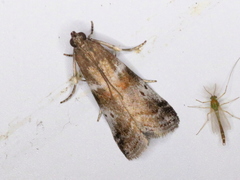 Acrobasis amplexella