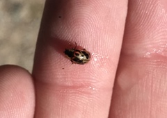 Chrysomela mainensis