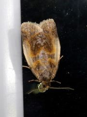 Clepsis melaleucanus
