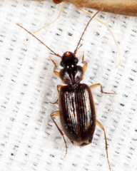 Badister transversus