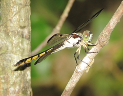 Libellula vibrans