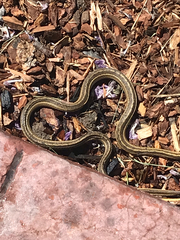 Thamnophis elegans vagrans
