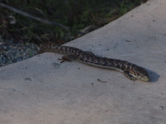 Elgaria multicarinata multicarinata
