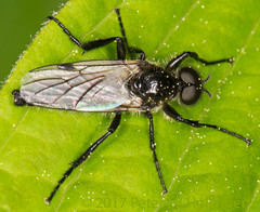 Bibio albipennis