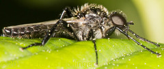 Bibio albipennis