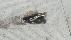 Mephitis mephitis holzneri