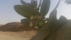 Calotropis procera image