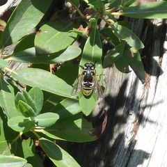 Temnostoma excentrica