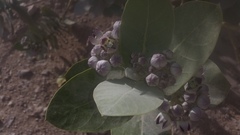 Calotropis procera