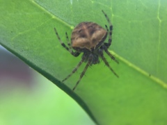 Araneus montereyensis