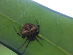 Araneus montereyensis
