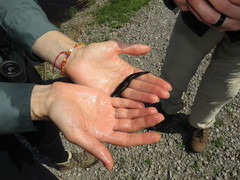 Haemopidae