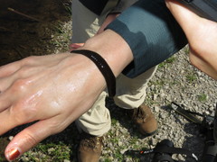 Haemopidae