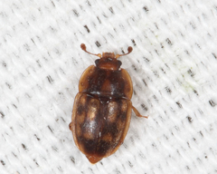 Epuraea peltoides