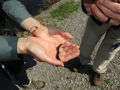 Haemopidae