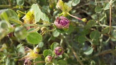 Capparis