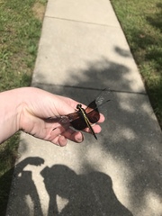 Libellula luctuosa