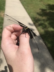 Libellula luctuosa