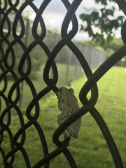 Hyla versicolor