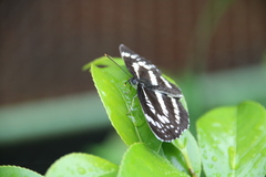 Neptis pryeri
