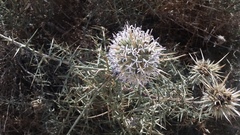 Echinops spinosissimus