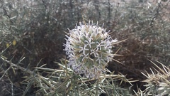 Echinops spinosissimus