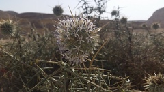 Echinops spinosissimus