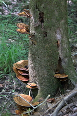 Inocutis ludoviciana