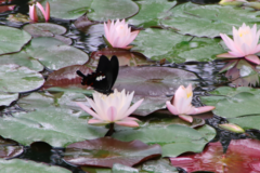 Papilio helenus nicconicolens